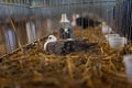 Decorative pigeon in a cage, bird breeding. Trade show exhibition. Farming business, agriculture Royalty Free Stock Photo