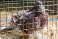 Decorative pigeon in a cage Royalty Free Stock Photo