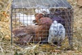 Decorative pigeon in a cage Royalty Free Stock Photo