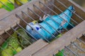 Decorative pigeon in a cage Royalty Free Stock Photo