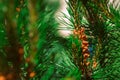 Decorative pine bush on a background of leaves Royalty Free Stock Photo