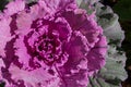 Decorative pink cabbage