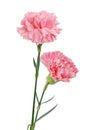 Decorative pink carnation flowers