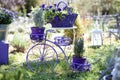 Decorative pink painted bicycle ornamented with lavender.