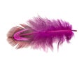 Decorative pink pheasant bird feather isolated on the white background Royalty Free Stock Photo