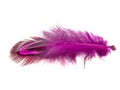 Decorative pink pheasant bird feather isolated on the white background Royalty Free Stock Photo
