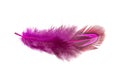 Decorative pink pheasant bird feather isolated on the white background Royalty Free Stock Photo