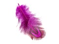 Decorative pink pheasant bird feather isolated on the white background Royalty Free Stock Photo