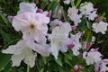 Decorative pink to creamy white flowers of Rhododendron Decorum