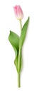 Decorative pink tulip with green leaves isolated on white. Vector illustration.