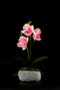 Decorative pink and white orchid in stone vase isolated on black background Royalty Free Stock Photo