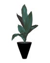 Decorative plant Aspidistra. Indoor plant vector illustration