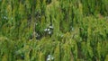 Decorative Plant In Botany Garden Hedge. Thuja Twigs. Nature Background. Still.