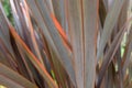 Decorative plant with bright orange leaves margins