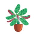 Decorative plant Ctenanthe