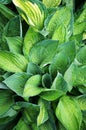 Decorative plant Hosta Funkia. Water drops on leaves after rain