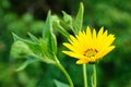 Detail of yellow flower isolated on a green background closeup Royalty Free Stock Photo