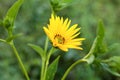 Detail of yellow flower isolated on a green background closeup Royalty Free Stock Photo