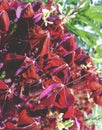 Decorative plant with little red leaves in garden flowerbed.