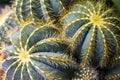 Decorative plant Notocactus Royalty Free Stock Photo