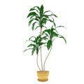 Decorative plant palm in the pot Royalty Free Stock Photo