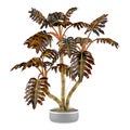 Decorative plant palm in the pot Royalty Free Stock Photo