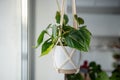 Plant Philodendron Hederaceum Brasil in ceramic pot hanging from cotton macrame at home.