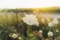 Decorative plant the Queen Anne's Lace Plant in a meadow in summer. Royalty Free Stock Photo