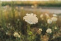 Decorative plant the Queen Anne's Lace Plant in a meadow in summer. Royalty Free Stock Photo