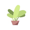 Decorative plant semi flat RGB color vector illustration