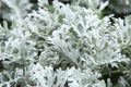 Decorative plant Silver Dust Senecio Bicolor. Royalty Free Stock Photo