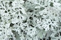 Decorative plant Silver Dust Senecio Bicolor. Royalty Free Stock Photo