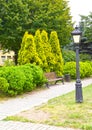 Decorative planting of western thuja, variety Golden Smaragd Thuja occidentalis L