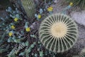 Decorative plants. Cactus