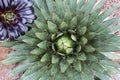 Decorative plants. Cactus