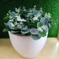 Decorative plants floower design interior indor