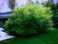 Decorative Plants Podocarpus Macrophyllus In The House Garden