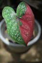 decorative plants red baret