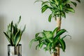 Decorative plants sansevieria trifasciata in a mirror pot and dracaena scented on a white table in the interior, snake Royalty Free Stock Photo