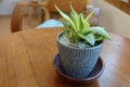 Decorative plants in small pots, green leaves, interior decoration, placed on a wooden table.