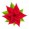 Decorative poinsettia icon, cartoon style