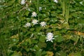 Decorative pond with nymphaea odorata or fragrant white water lily aquatic plants Royalty Free Stock Photo