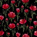 Decorative poppy flowers. Seamless watercolor pattern on white background.