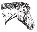 Decorative portrait of Appaloosa horse vector illustration Royalty Free Stock Photo