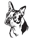 Decorative portrait of Dog Boston terrier vector illustration