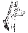 Decorative portrait of Ibizan Hound Dog vector illustration