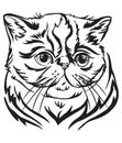 Decorative portrait of Exotic Shorthair Cat vector illustration