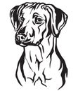 Decorative portrait of Rhodesian Ridgeback Dog vector illustration