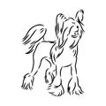 Decorative portrait of standing in profile Chinese Crested Dog, vector isolated illustration in black color on white