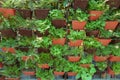 Decorative Pot Plant wall on the house garden. It;s a beautiful plant wall in your verandah Royalty Free Stock Photo